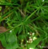 svízel slatinný <i>(Galium uliginosum)</i> / List