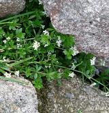 svízel hercynský <i>(Galium saxatile)</i> / Habitus