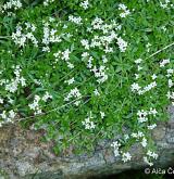 svízel hercynský <i>(Galium saxatile)</i> / Habitus