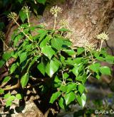 břečtan popínavý <i>(Hedera helix)</i> / Habitus