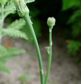 prasetník lysý <i>(Hypochaeris glabra)</i>