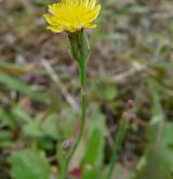 prasetník lysý <i>(Hypochaeris glabra)</i>