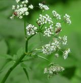 krabilice zápašná <i>(Chaerophyllum aromaticum)</i> / Květ/Květenství