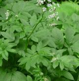 krabilice zápašná <i>(Chaerophyllum aromaticum)</i> / Habitus