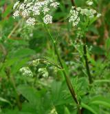 krabilice zápašná <i>(Chaerophyllum aromaticum)</i> / Květ/Květenství