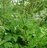 krabilice zápašná <i>(Chaerophyllum aromaticum)</i> / Habitus