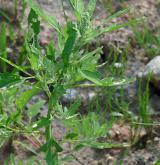 merlík fíkolistý <i>(Chenopodium ficifolium)</i> / Habitus