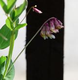 hrachor hrachovitý <i>(Lathyrus pisiformis)</i> / Květ/Květenství