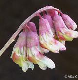 hrachor hrachovitý <i>(Lathyrus pisiformis)</i> / Květ/Květenství