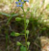 pomněnka trsnatá <i>(Myosotis caespitosa)</i> / Květ/Květenství