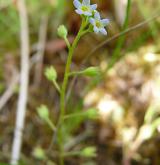 pomněnka trsnatá <i>(Myosotis caespitosa)</i> / Květ/Květenství