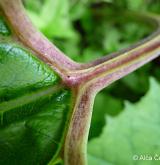 devětsil lékařský <i>(Petasites hybridus)</i> / Ostatní