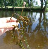 rdest kadeřavý <i>(Potamogeton crispus)</i> / Habitus