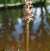 rdest kadeřavý <i>(Potamogeton crispus)</i> / Květ/Květenství