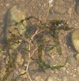 rdest kadeřavý <i>(Potamogeton crispus)</i> / Habitus