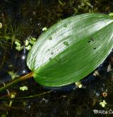 rdest vzplývavý <i>(Potamogeton natans)</i> / List