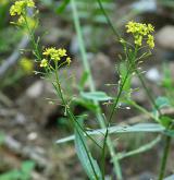 rukev rakouská <i>(Rorippa austriaca)</i> / Habitus