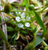 úrazník skalní <i>(Sagina saginoides)</i> / Květ/Květenství