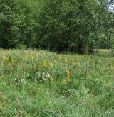popelivka sibiřská <i>(Ligularia sibirica)</i> / Porost
