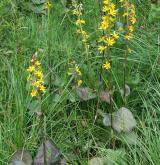 popelivka sibiřská <i>(Ligularia sibirica)</i> / Habitus