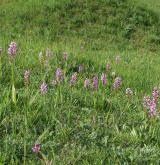 vstavač vojenský <i>(Orchis militaris)</i> / Porost