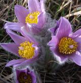 koniklec velkokvětý <i>(Pulsatilla grandis)</i> / Květ/Květenství