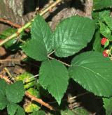 ostružiník tmavozelený <i>(Rubus clusii)</i> / List