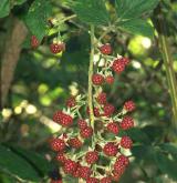 ostružiník tmavozelený <i>(Rubus clusii)</i> / Plod