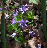 ladoňka vídeňská  <i>(Scilla vindobonensis)</i> / Květ/Květenství