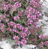 mateřídouška časná <i>(Thymus praecox)</i> / Habitus