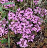 mateřídouška časná <i>(Thymus praecox)</i> / Habitus
