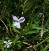violka slatinná <i>(Viola stagnina)</i> / Habitus