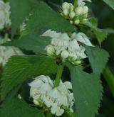 hluchavka bílá <i>(Lamium album)</i> / Květ/Květenství
