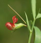 hrachor jižní <i>(Lathyrus sphaericus)</i> / Květ/Květenství
