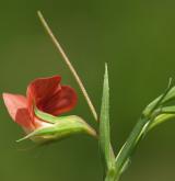 hrachor jižní <i>(Lathyrus sphaericus)</i> / Květ/Květenství