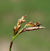 ostřice prstnatá <i>(Carex digitata)</i> / Květ/Květenství