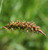 ostřice flacca <i>(Carex flacca)</i> / Květ/Květenství