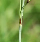 ostřice flacca <i>(Carex flacca)</i> / List