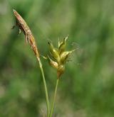 ostřice Micheliova <i>(Carex michelii)</i> / Květ/Květenství