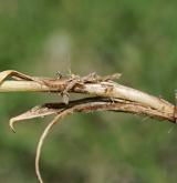 ostřice Micheliova <i>(Carex michelii)</i> / Zásobní orgán/orgán klonálního růstu