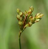 ostřice ptačí nožka <i>(Carex ornithopoda)</i> / Květ/Květenství