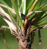 ostřice ptačí nožka <i>(Carex ornithopoda)</i> / Zásobní orgán/orgán klonálního růstu