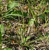 ostřice ptačí nožka <i>(Carex ornithopoda)</i> / Habitus