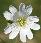 rožec rolní <i>(Cerastium arvense)</i> / Květ/Květenství