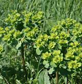 pryšec kolovratec <i>(Euphorbia helioscopia)</i> / Habitus