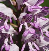 vstavač vojenský <i>(Orchis militaris)</i> / Květ/Květenství