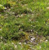 Suchá vřesoviště nížin a pahorkatin <i>(Euphorbio cyparissiae-Callunion vulgaris)</i>
