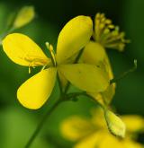 vlaštovičník větší <i>(Chelidonium majus)</i> / Květ/Květenství