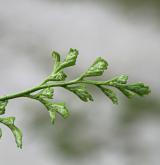 sleziník routička <i>(Asplenium ruta-muraria)</i> / List