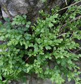 sleziník routička <i>(Asplenium ruta-muraria)</i> / Habitus